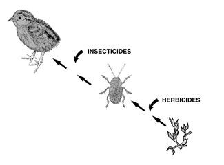 insectos