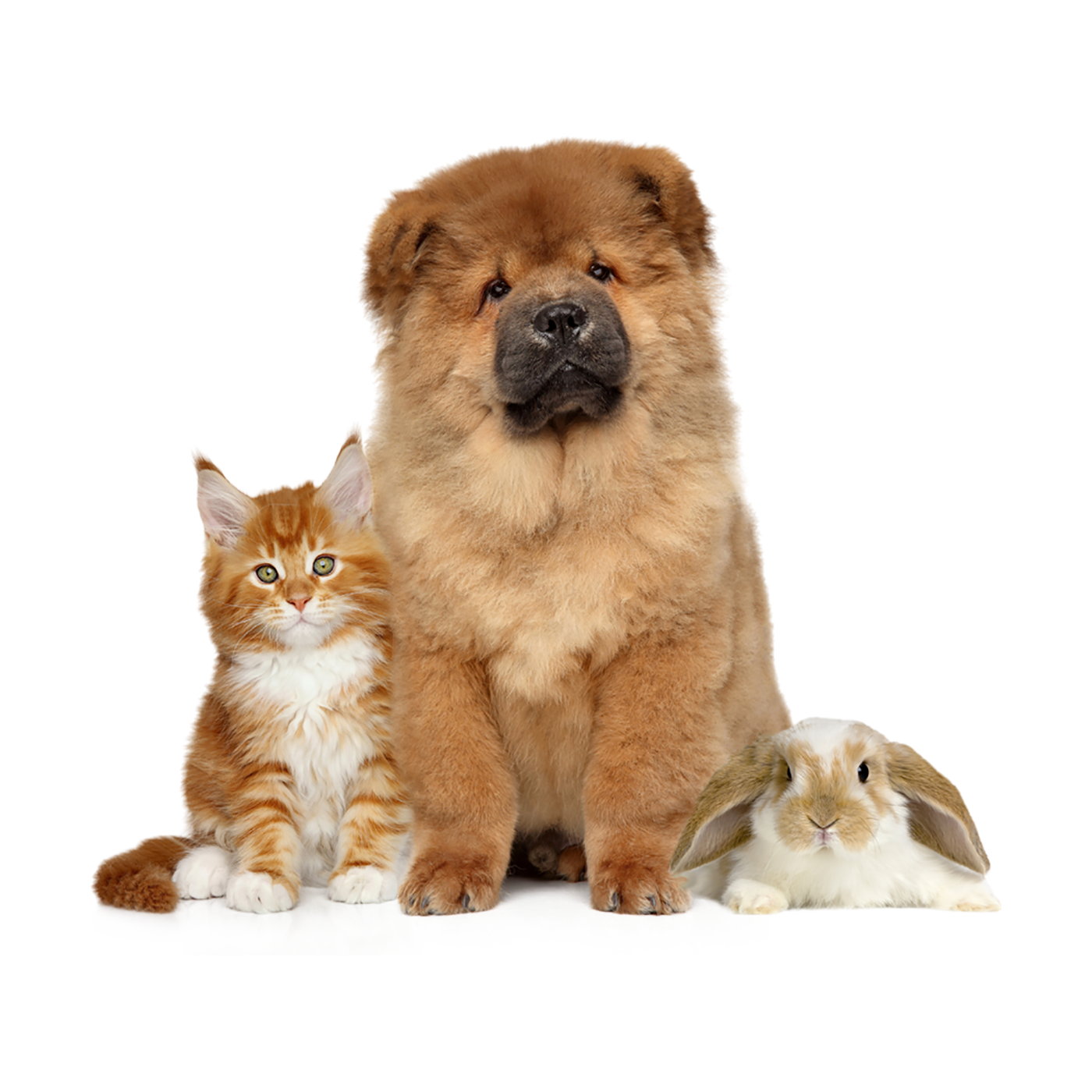 card-veterinario-em-casa