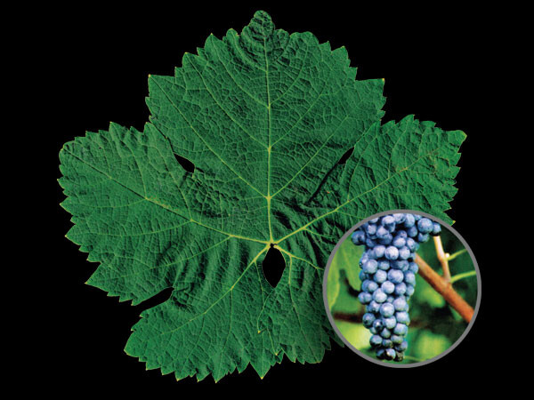 Syrah