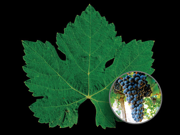 Petite Sirah