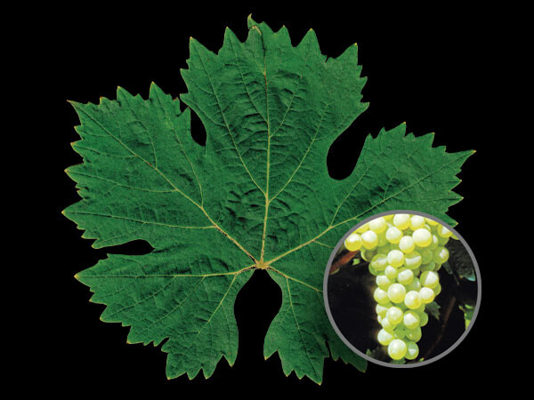 Vermentino