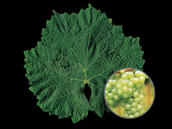 Sauvignon Blanc