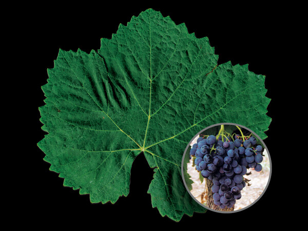 Alicante Bouschet
