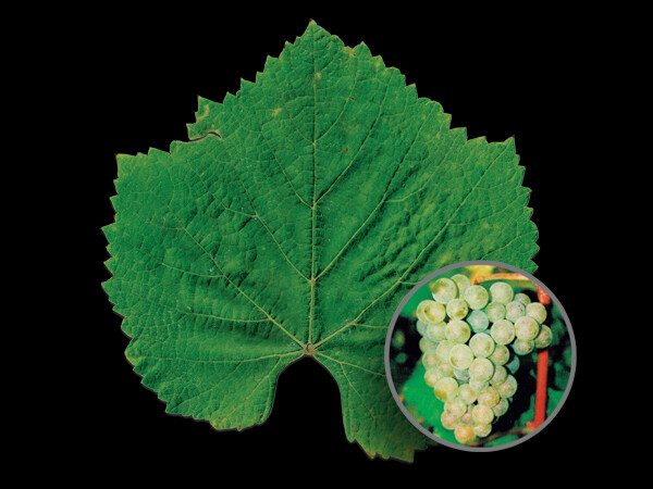 Alvarinho