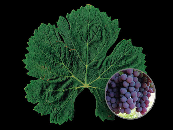 Moscatel Roxo