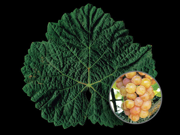 Gewurztraminer
