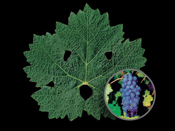 Cabernet Sauvignon