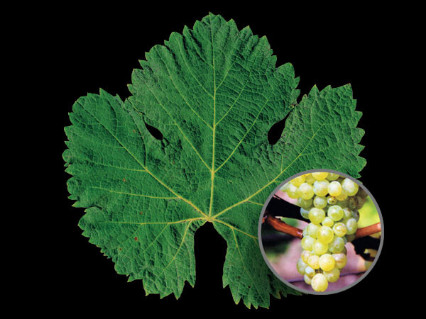 Viognier