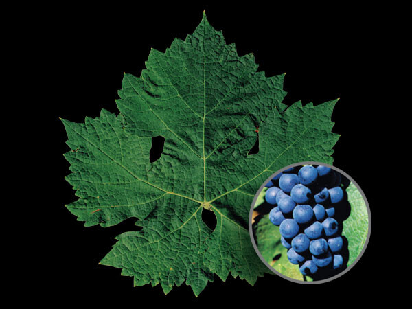 Carmémère