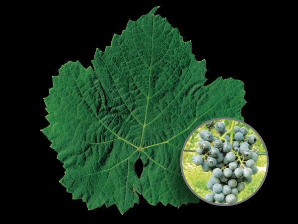 Petit Verdot