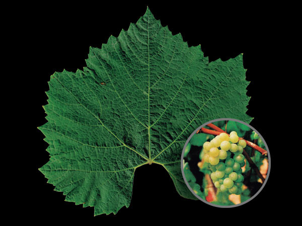 Chardonnay