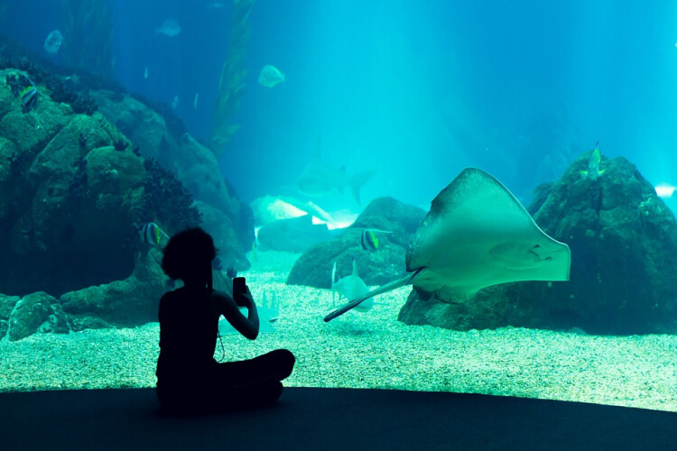 oceanario-de-lisboa-considerado-o-melhor-do-mundo