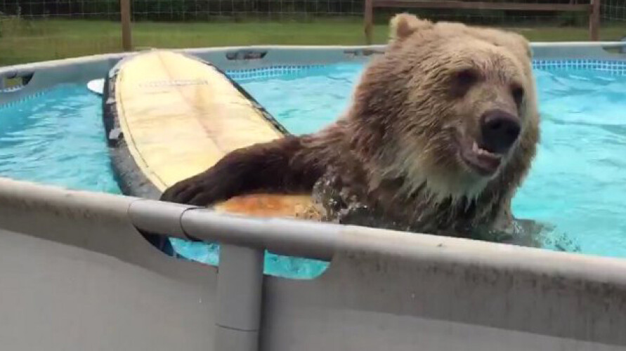 urso-da-show-com-mergulhos-para-a-piscina