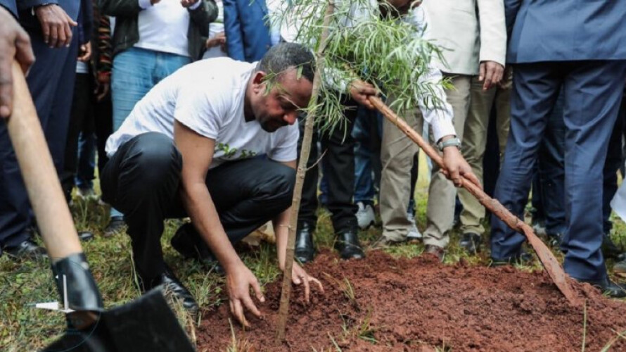 em-apenas-12-horas-plantou-se-350-milhoes-de-arvores-na-etiopia