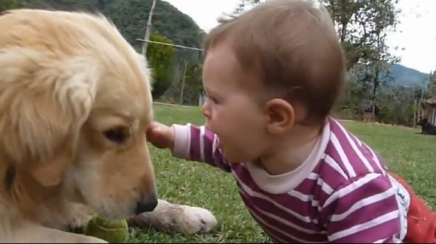 golden-retriever-brinca-com-bebe