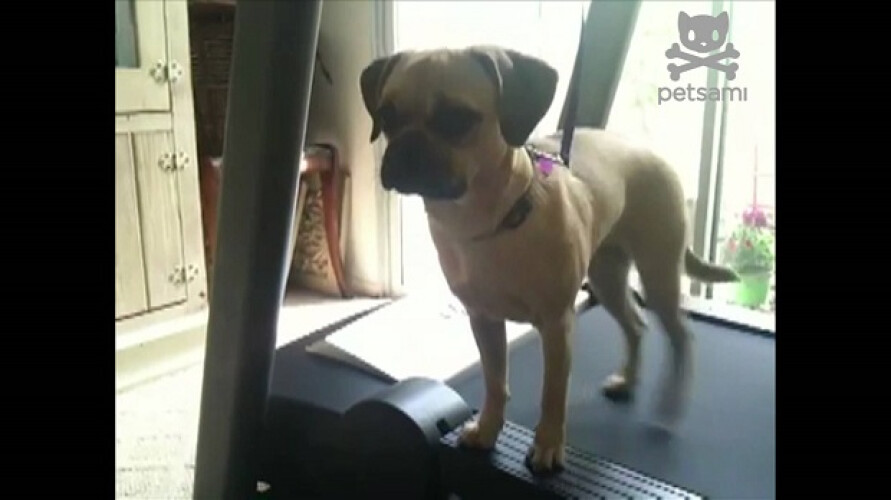 cao-exercita-apenas-2-patas-na-passadeira-rolante