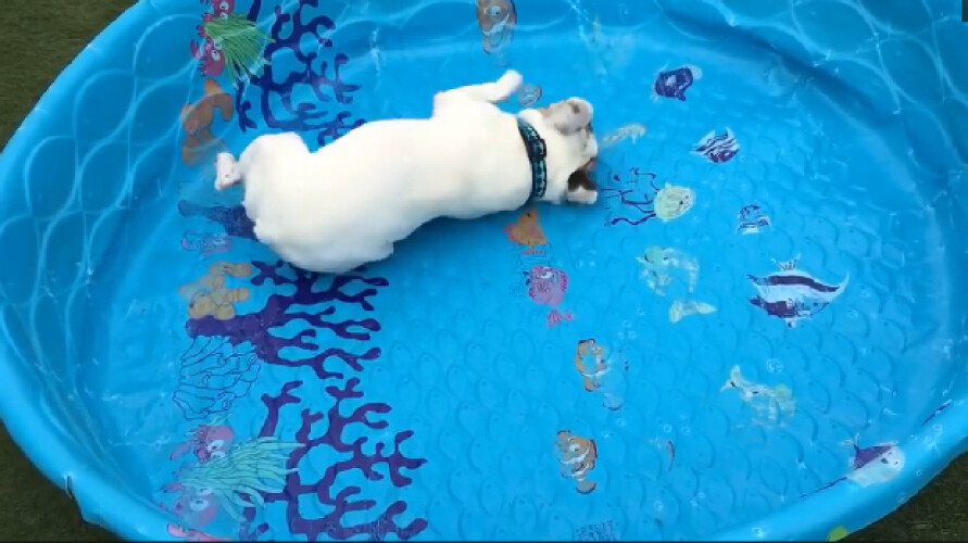 bulldog-frances-tentou-nadar-numa-piscina-sem-agua