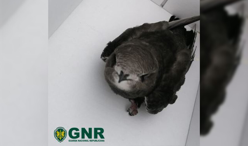 gnr-resgata-andorinhao-de-sobre-cinzento-juvenil-em-santo-tirso