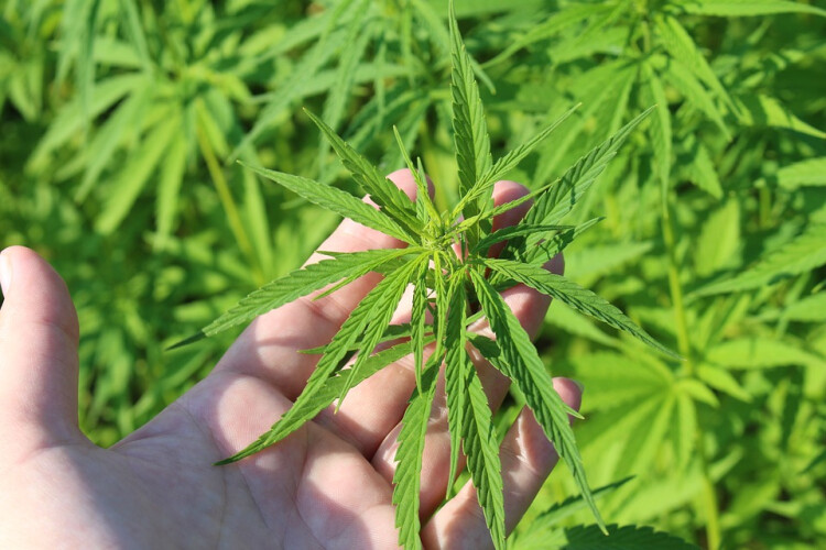 primeira-fabrica-de-canabis-medicinal-da-ue-abre-este-mes-em-portugal