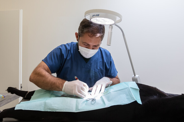 santo-tirso-regista-o-maior-investimento-em-esterilizacao-de-animais