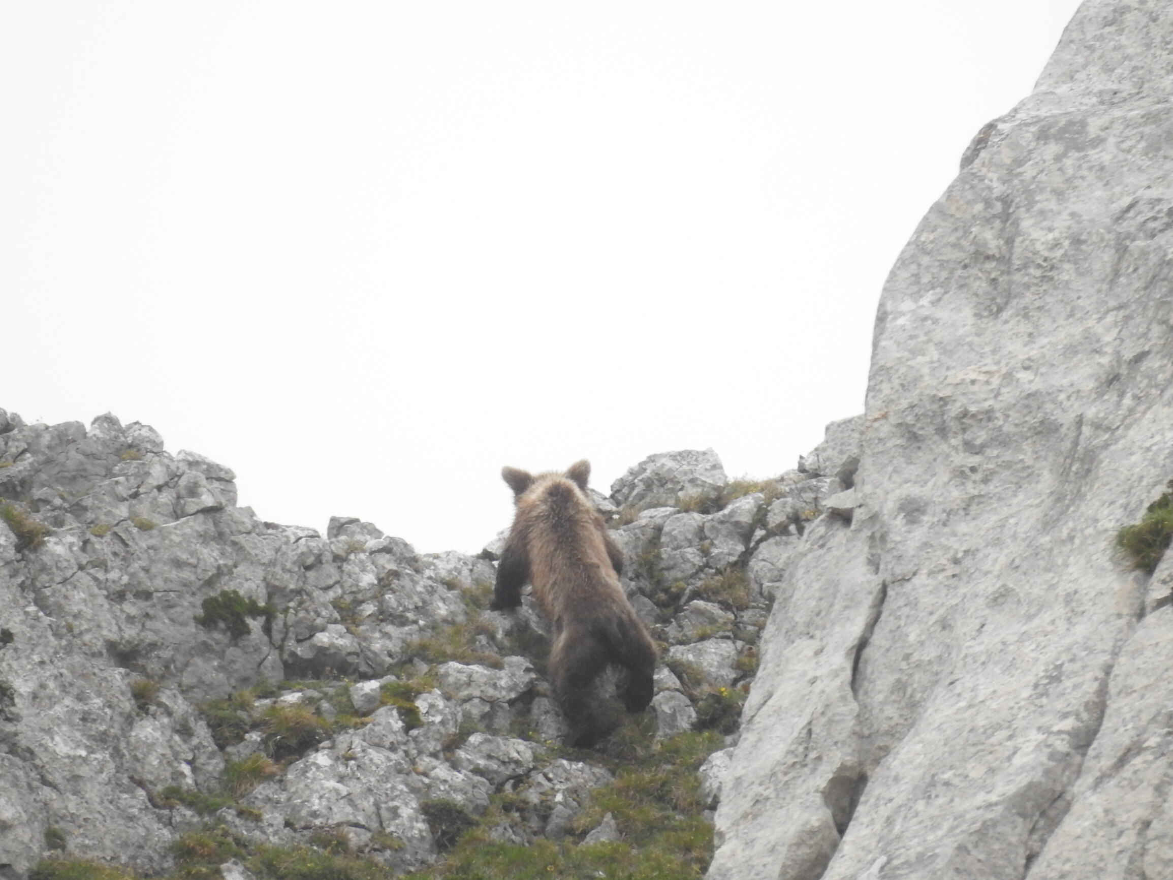 Urso pardo - encontro portugueses (5)