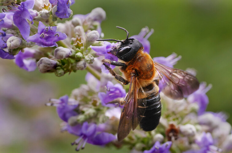 abelha-gigante-de-resina-propaga-se-vertiginosamente-pela-europa