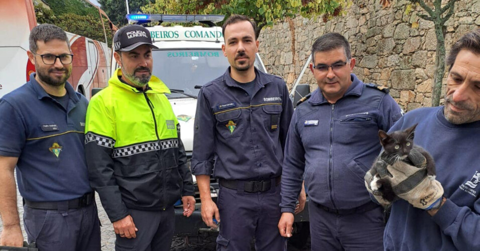 gato-e-salvo-pelos-bombeiros-voluntarios-tirsenses