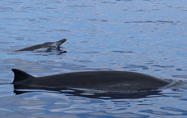 nova-especie-de-baleia-descoberta-no-mexico