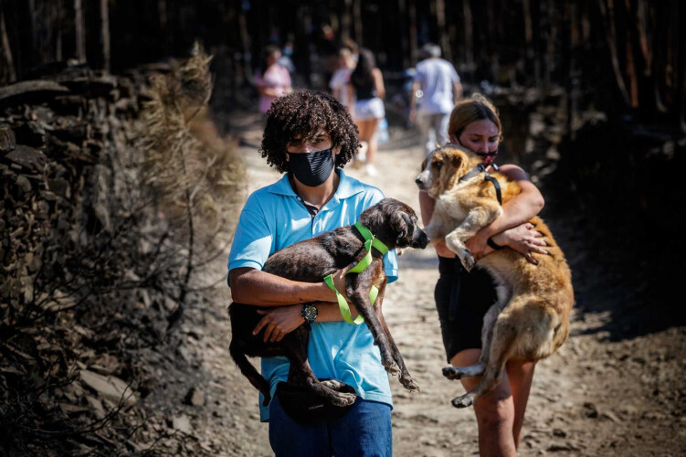 ordem-abre-processo-disciplinar-a-ex-veterinario-de-santo-tirso
