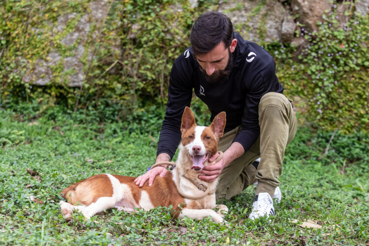 nova-campanha-de-adocao-de-animais-no-canil-municipal