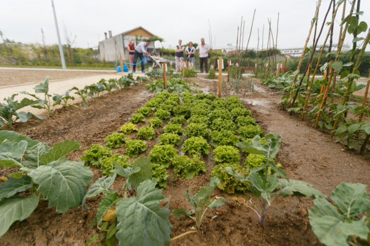 agricultura-biologica-promovida-pela-camara