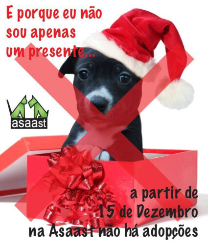 asaast-nao-permite-adopcao-como-prendas-de-natal