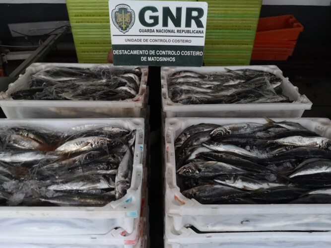 mais-de-600-quilos-de-pescado-distribuidos-por-instituicoes-do-norte