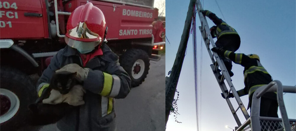 bombeiros-vermelhos-resgatam-gato-de-poste-de-telecomunicacoes