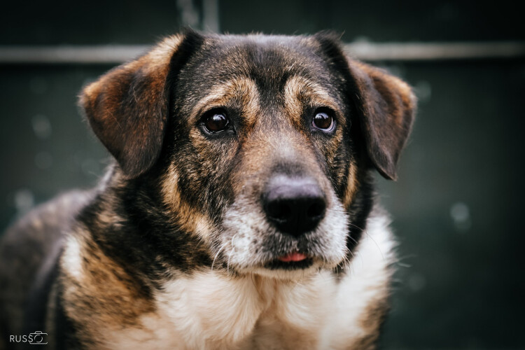 asaast-suspende-adocao-de-animais