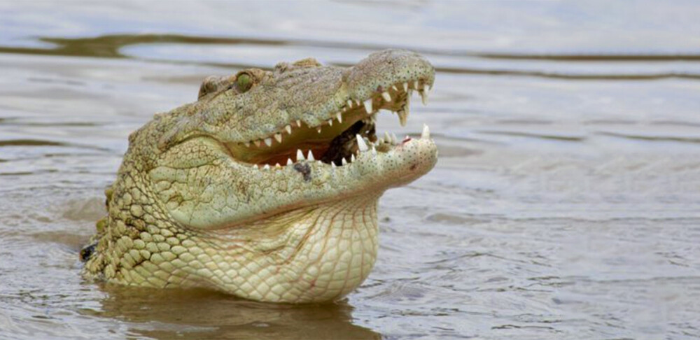 crocodilo-no-rio-douro