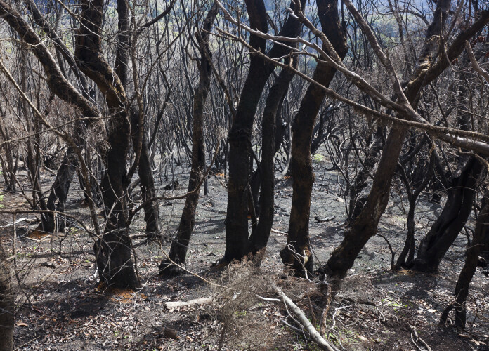 ja-foram-detidas-37-pessoas-este-ano-devido-aos-incendios-florestais