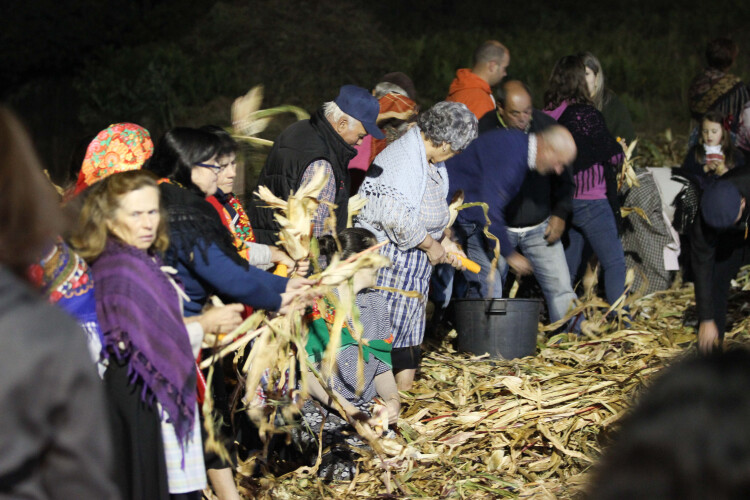 desfolhada-tradicional-mantem-se-em-monte-cordova