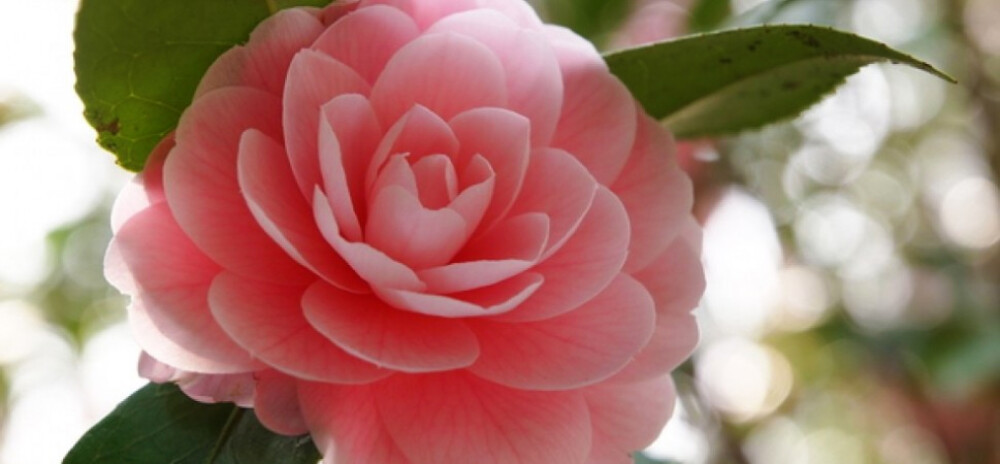 santo-tirso-comemora-de-novo-dias-das-camelias