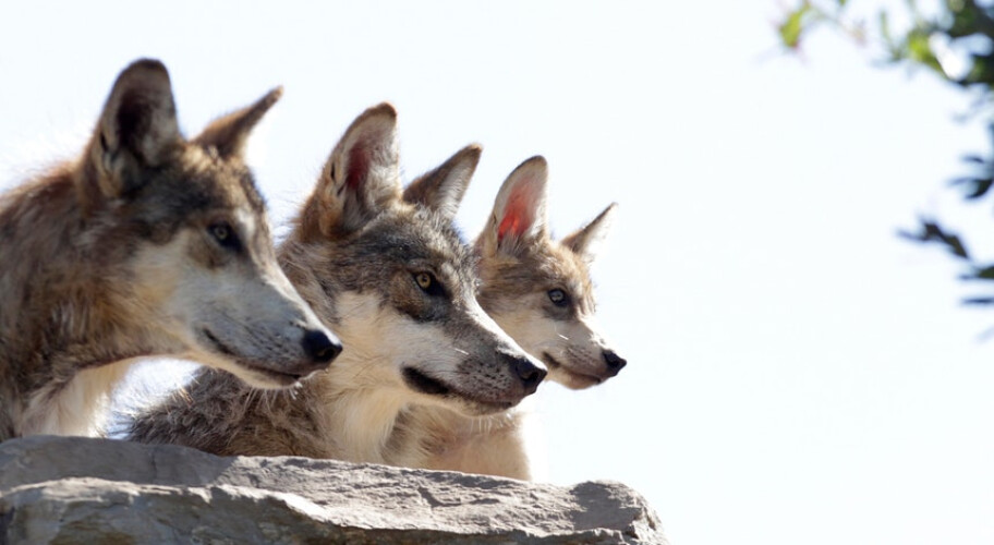 um-milhao-de-especies-em-risco-planeta-caminha-para-o-declinio