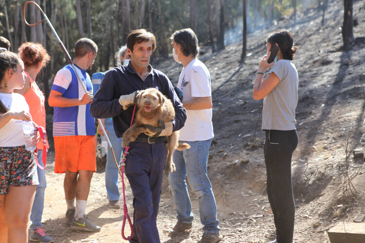diretor-geral-da-dgav-demite-se-apos-incendio-em-canis-de-santo-tirso