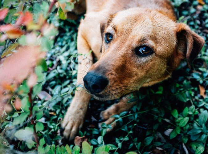 animais-de-infetados-com-covid-19-tambem-terao-espaco-no-canilgatil