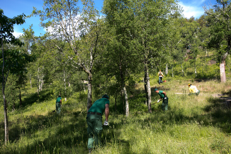 municipio-de-santo-tirso-sensibiliza-para-a-limpeza-de-terrenos
