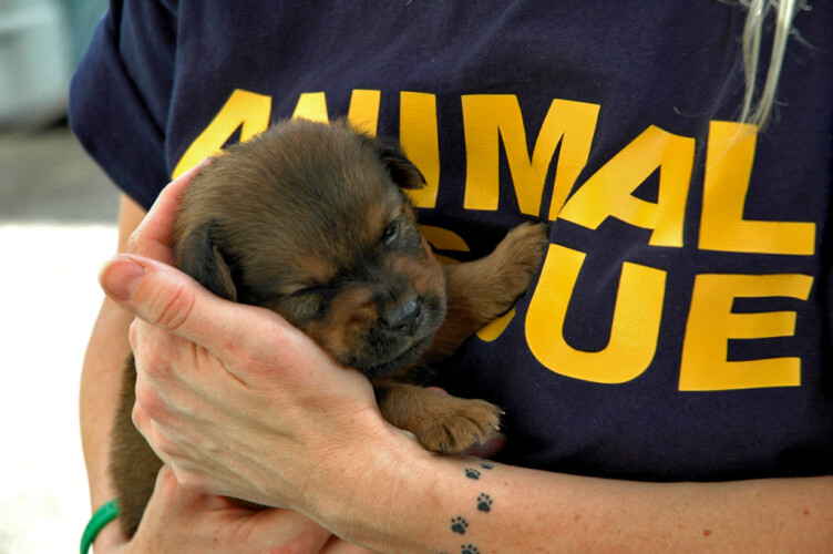 curso-de-salvamento-de-animais-em-vila-das-aves