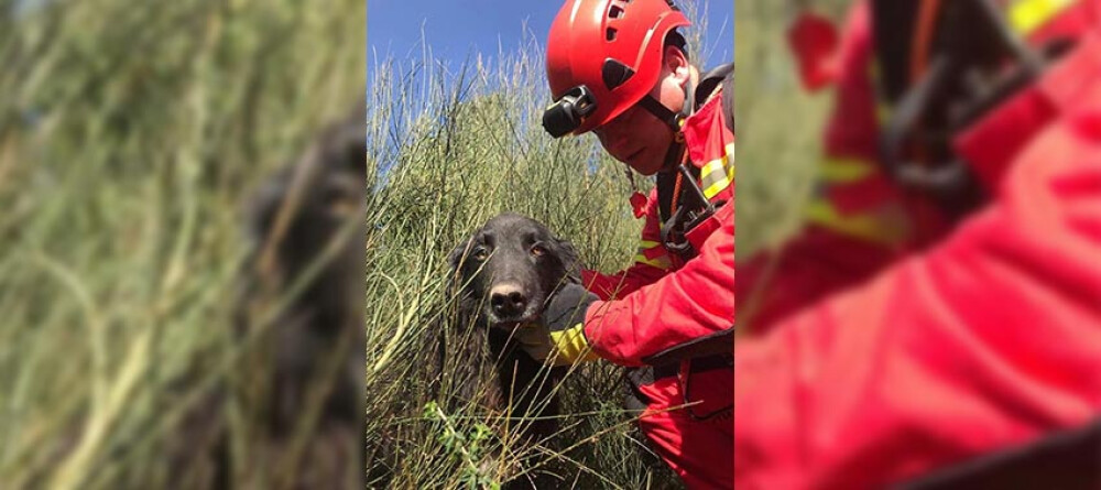 bombeiros-de-vila-das-aves-resgatam-cao-de-vala-de-pedreira