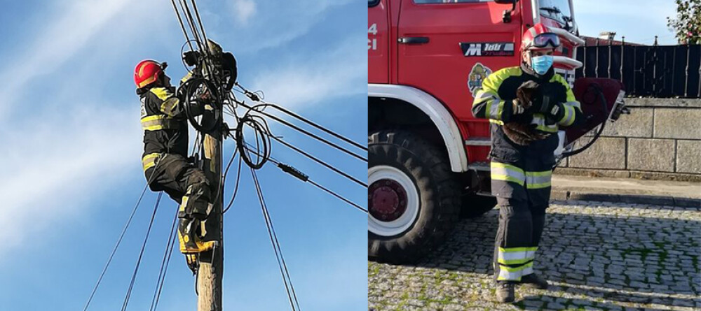 gato-e-salvo-pelos-bombeiros-voluntarios-de-santo-tirso