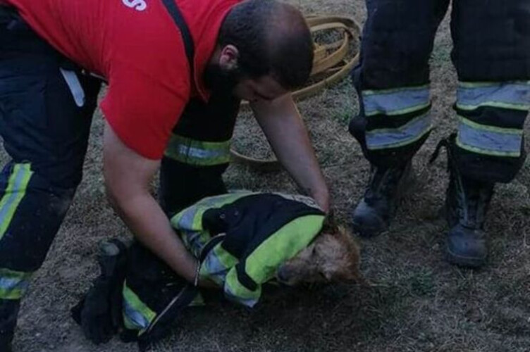 bombeiros-salvam-cao-que-caiu-em-tanque-com-agua-em-santo-tirso