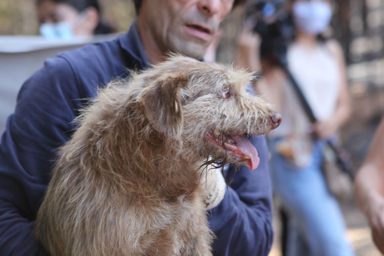 animais-de-companhia-deixam-de-estar-sob-a-tutela-da-dgav