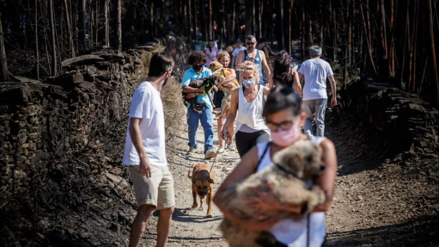 adiado-debate-instrutorio-do-processo-de-animais-mortos-em-santo-tirso