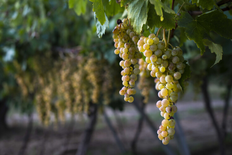 as-alteracoes-climaticas-estao-a-mudar-a-producao-de-vinho